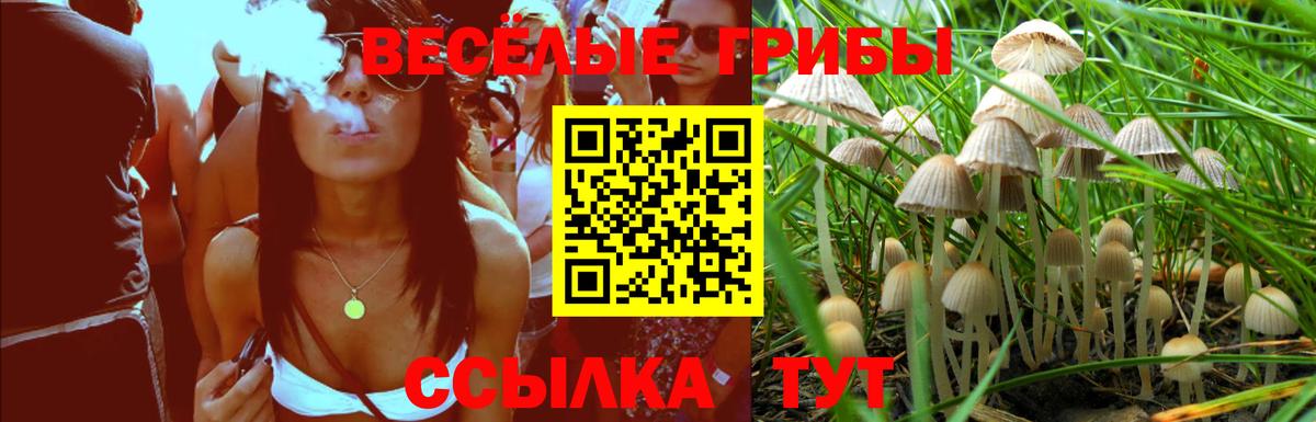 Галлюциногенные грибы Cubensis Каменка